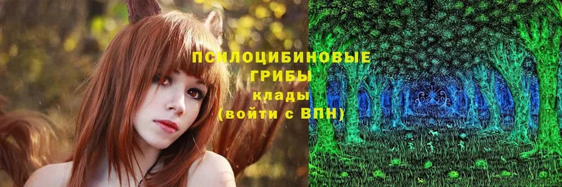 как найти закладки  Краснотурьинск  Галлюциногенные грибы Psilocybe 